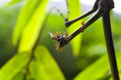 Close-up of insect on plant