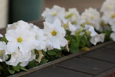 Close-up of white flowers on table