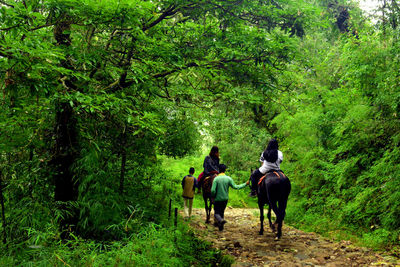 Rear view of people riding horses on footpath in forest