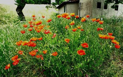 Close-up of red poppy flowers in field