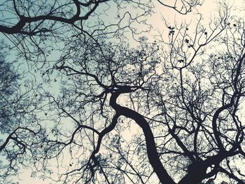 Low angle view of silhouette bare tree against sky