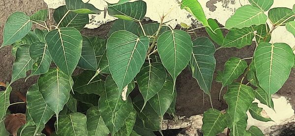 High angle view of plant growing on field