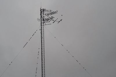 Low angle view of birds flying against sky