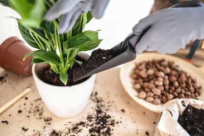 Close up of female gardener hands adding earth in pot with spathiphyllum