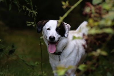 Close-up portrait of dog