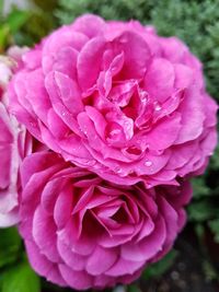 Close-up of pink flower blooming outdoors