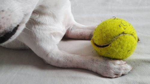 Close-up of a dog with ball