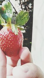 Close-up of hand holding strawberries