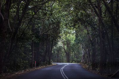 Empty road amidst trees in forest