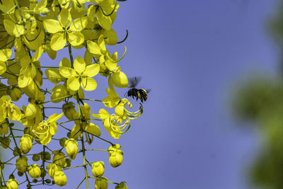 Close-up of bee pollinating flower