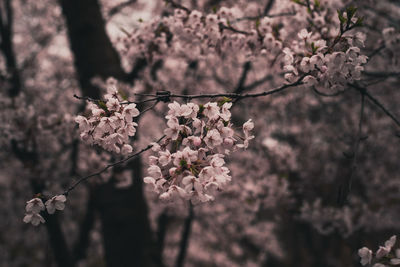 Close-up of cherry blossoms in spring