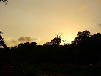 Silhouette of trees at sunset