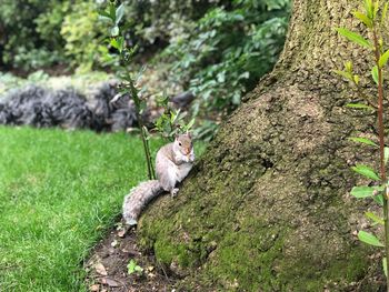 Squirrel on tree trunk