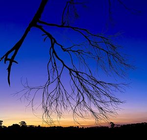 Silhouette bare tree against sky during sunset