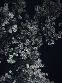 Low angle view of tree against sky