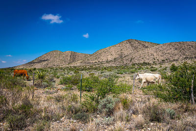 Scenic view of landscape against blue sky