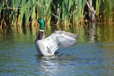 Duck swimming in lake