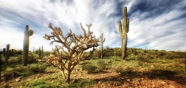 Cactus growing on field against sky