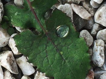 Close-up of fresh green leaf