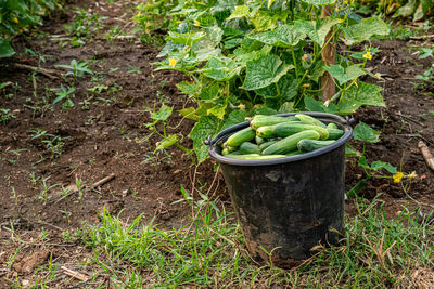 Plants growing in garden