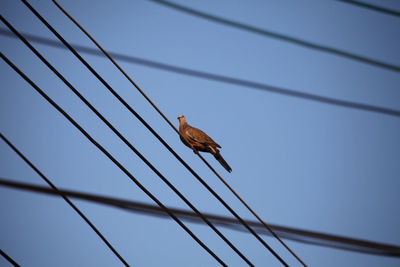 Low angle view of bird perching on cable against clear sky