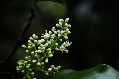 Close-up of flowering plant