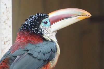 Close-up of bird