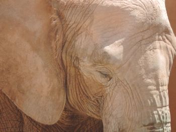 Close-up of elephant