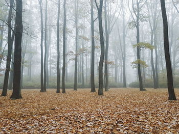 Trees in forest during autumn