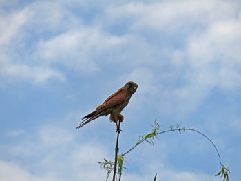 Low angle view of bird perching on tree against sky