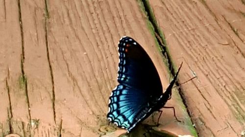 Close-up of butterfly perching on wooden flower