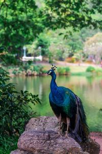 Peacock perching on rock