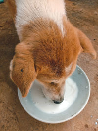 High angle view of a dog drinking water