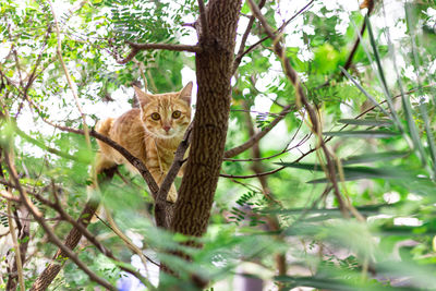 Cat sitting on tree