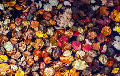 Full frame shot of dry leaves