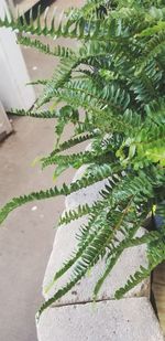 High angle view of potted plants on tree