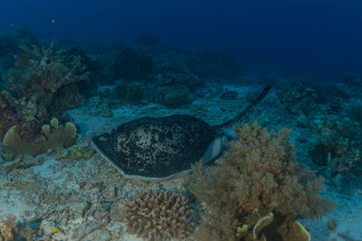 Manta rays swim at the tubbataha reefs philippines amazing animal