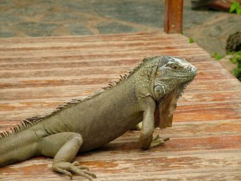 Close-up of lizard