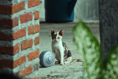 Portrait of cat by wall