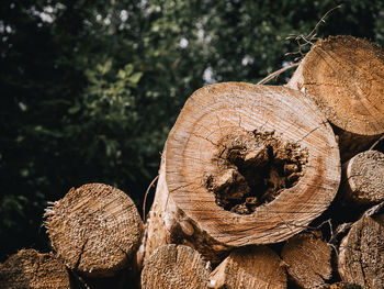 Close-up of logs in forest