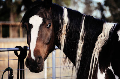 Close-up of goat