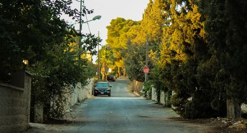 Street amidst trees in city