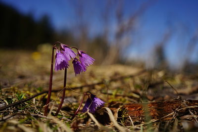 Close-up of purple crocus flowers on field