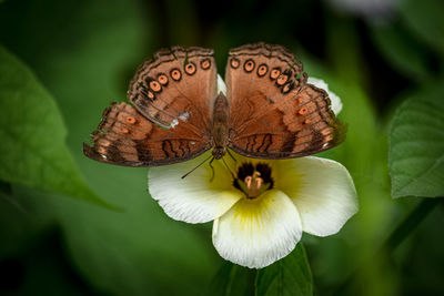 Close-up of butterfly on flower