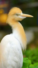 Close-up of a bird