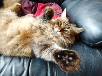 High angle view of cat relaxing on sofa at home