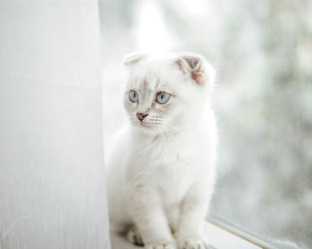 White lynx point scottish fold british shorthair kitten by the glass window in daylight 
