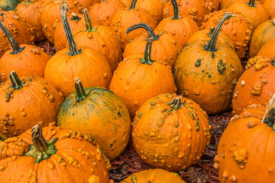 Full frame shot of pumpkins at market stall