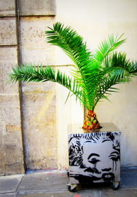 Potted plants on wall