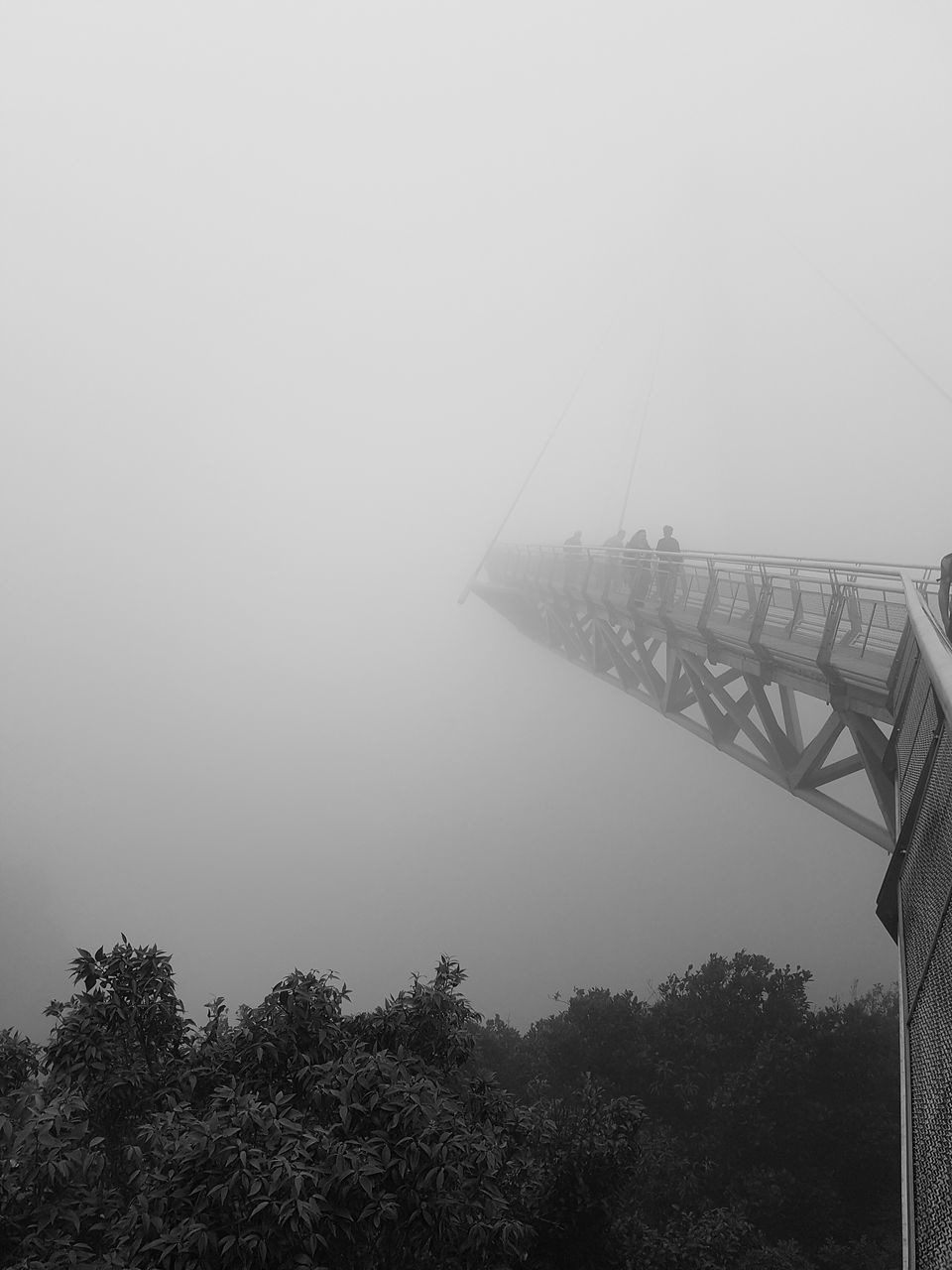 LOW ANGLE VIEW OF PLANTS BY BRIDGE AGAINST SKY